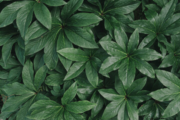 Grüne Pflanzen aus dem Botanischen Garten bilden einen lebendigen Hintergrund