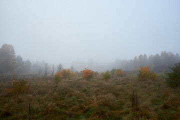 łąka we mgle ,drzewa ,mgła ,łąka