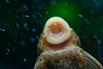 An algae eater fish sucking algae off aquarium tank wall, detailed close up texture of fish mouth...