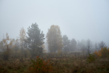 Obraz na płótnie Canvas łąka we mgle ,drzewa ,mgła ,łąka