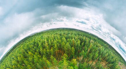 Aerial View Green Coniferous Forest Pines Woods Landscape In Spring Day. Top View Of Beautiful...
