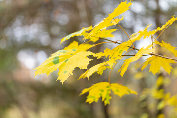 Fototapeta na wymiar Yellow autumn maple leaves on a beautiful bokeh background. Branch with autumn yellow leaves Norway maple (Acer platanoides). Golden autumn maple leaves.