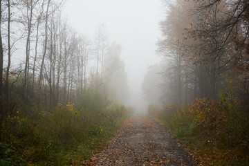 leśna ścieżka we mgle ,ścieżka,droga,mgła