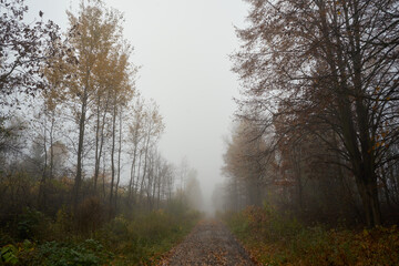 Fototapeta na wymiar leśna ścieżka we mgle,ścieżka,droga,mgła