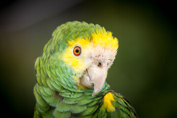blue and yellow macaw