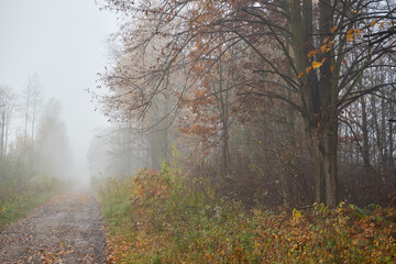 leśna mglista jesienna  ścieżka,ścieżka,droga,mgła - obrazy, fototapety, plakaty