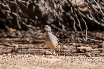 Gambel's Quail (Callipepla gambelii) female on Salton Sea area, Imperial Valley, California, USA