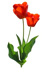 Two bright red tulips isolated on a white background. The blossoming buds of spring flowers.