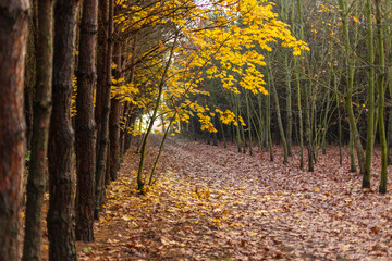 
Autumn forest at the time of leaf fall. A maple tree with bright yellow autumn leaves contrasts with a pine forest and trees with fallen red leaves. Late autumn in the forest. Mass leaf fall.
