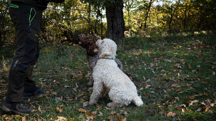 Truffle finding dogs (Lagotto romagnolo)