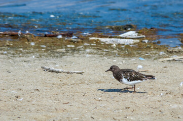 Black Turnstone (Arenaria melanicephala) in Malibu Lagoon, California, USA