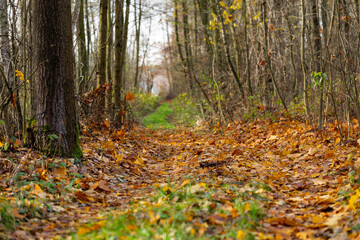 Deciduous autumn forest at the time of leaf fall. Fallen leaves in the forest covered the ground and the road. A fragment of the autumn forest at the moment when the leaves fell to the ground. 