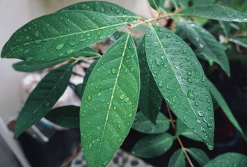 Drop of water on tropical green leaves, dark green foliage. Natural background