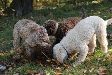 Truffle finding dogs (Lagotto romagnolo)