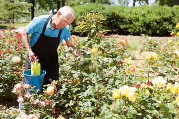 Cheerful mature man controlling growing of roses at flower bed on sunny day