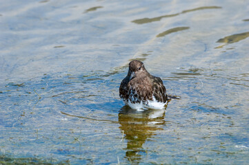 Black Turnstone (Arenaria melanicephala) in Malibu Lagoon, California, USA