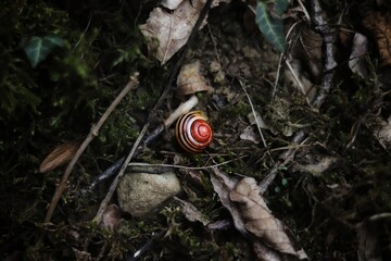 shell of a snail animal, reddish in color, on dirt soil and dry leaves, with branches