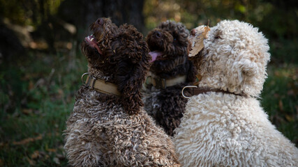 Truffle finding dogs (Lagotto romagnolo)