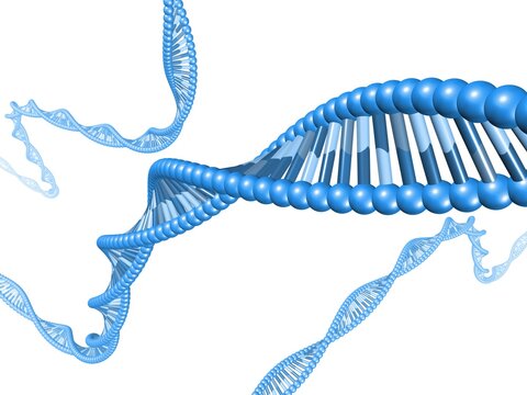 DNA - Molek&uuml;le