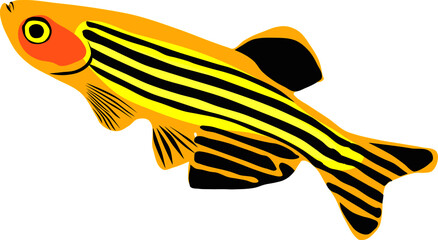 vector illustration of a zebra danio fish © weethiam