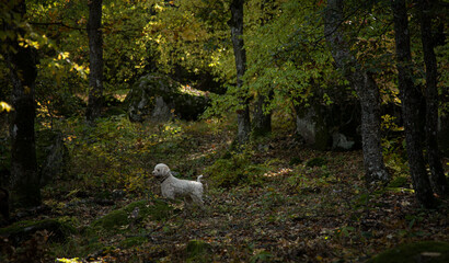 Truffle finding dogs (Lagotto romagnolo)