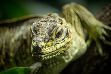 green iguana close up