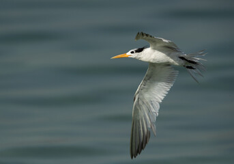 Fototapeta na wymiar Closeup of Greater Crested Tern in flight at Busaiteen coast, Bahrain