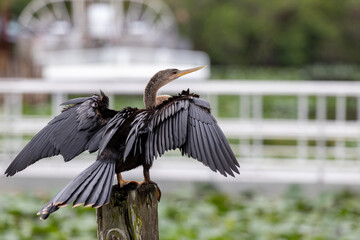 Schlangenhalsvogel Florida Everglades
