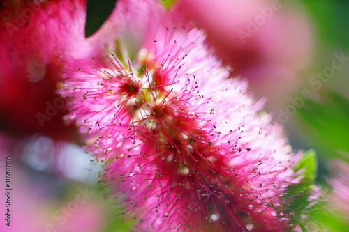 透過光で輝くブラシノキの赤色の花 Wall Mural Wallpaper Murals Katsuji