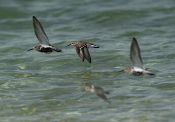 Dunlins flying at Busaiteen coast, Bahrain