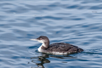 Immature Common Loon (Gavia immer) in Bodega Bay area, California, USA