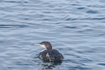 Immature Common Loon (Gavia immer) in Bodega Bay area, California, USA