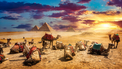 Camels in sandy desert