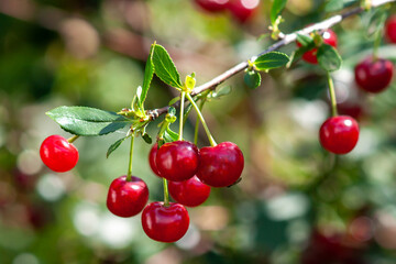 Felt cherry branch with ripe berries in sunny weather