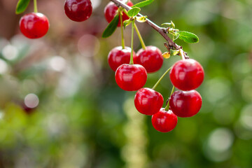 Felt cherry branch with ripe berries in sunny weather