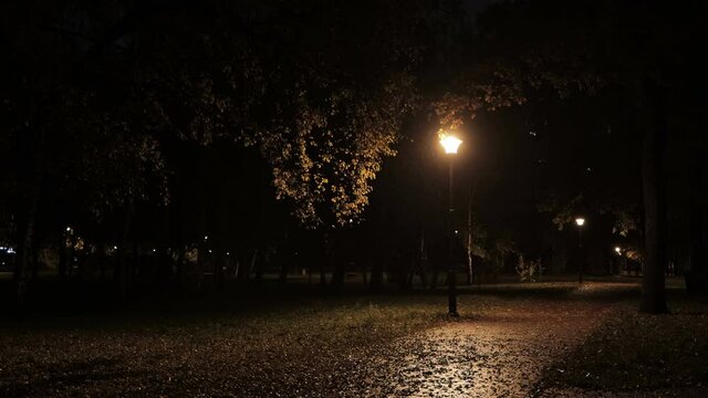 Autumn evening park. Dark mood rainforest scene. Creep city park landscape.