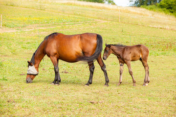 bay foal who is with his mother in the summer in a meadow