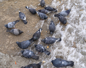 Pigeons feeding outdoor. Selective focus.