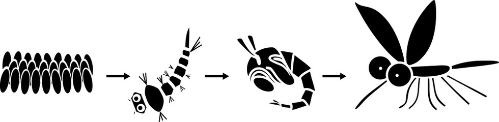 Black silhouette of Mosquito life cycle. Sequence of stages of development of mosquito from egg to adult insect isolated on white background