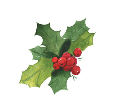 Christmas Holly. Watercolor illustration isolated on white background