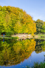 Landscape with autumn park in the sunny day. Yellow and green trees are displayed with reflection on the lake.