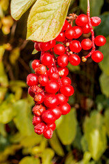 Schisandra Berries (Schisandra chinensis) in garden, Moscow region, Russia