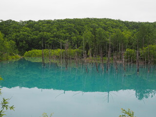 A blue, turquoise water of pond caused by  colloidal aluminium hydroxide in the water in Biei, Hokkaido, Japan