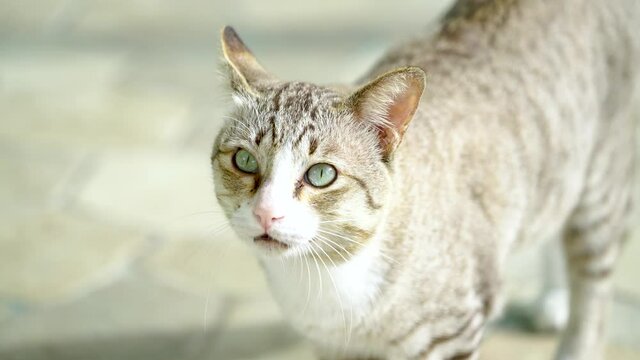 Silver cat meowing with Cat sounds, Nice cat meowing on the stone floor. with Natural sound.