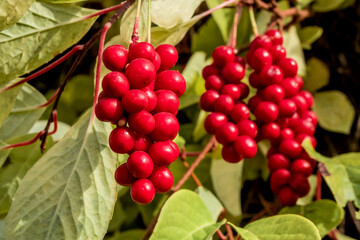 Schisandra Berries (Schisandra chinensis) in garden, Moscow region, Russia