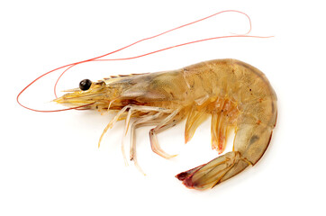 shrimp isolated on white background