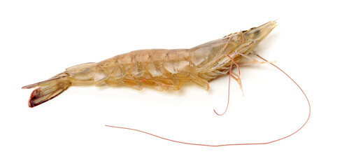 shrimps on a white background 