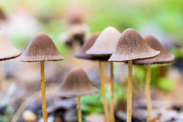texture or background of various mushrooms growing in the forest in autumn among dry fallen leaves of the trees
