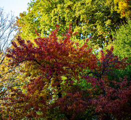 Beautiful autumn leaves and tree changing color on mountain autumn golden leaves sunlight and fallen red orange leaves on ground fruit orchard in autumn season
