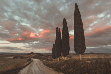 cypress trees next to the curvy way in the evening mood